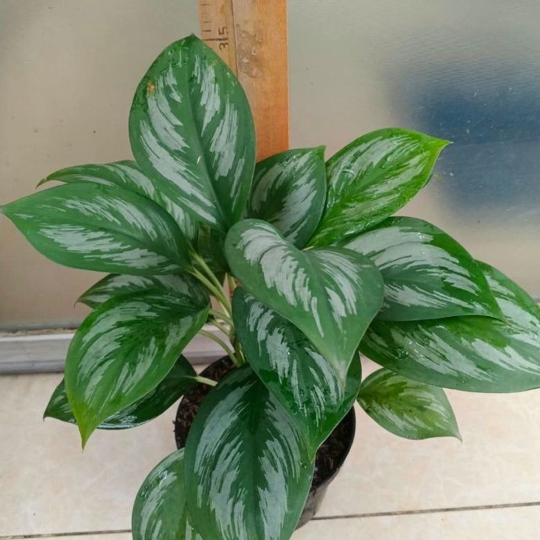SCINDAPSUS SP SUMATRA / TANAMAN HIAS HIDUP