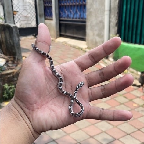 corn snake anery motley het snow