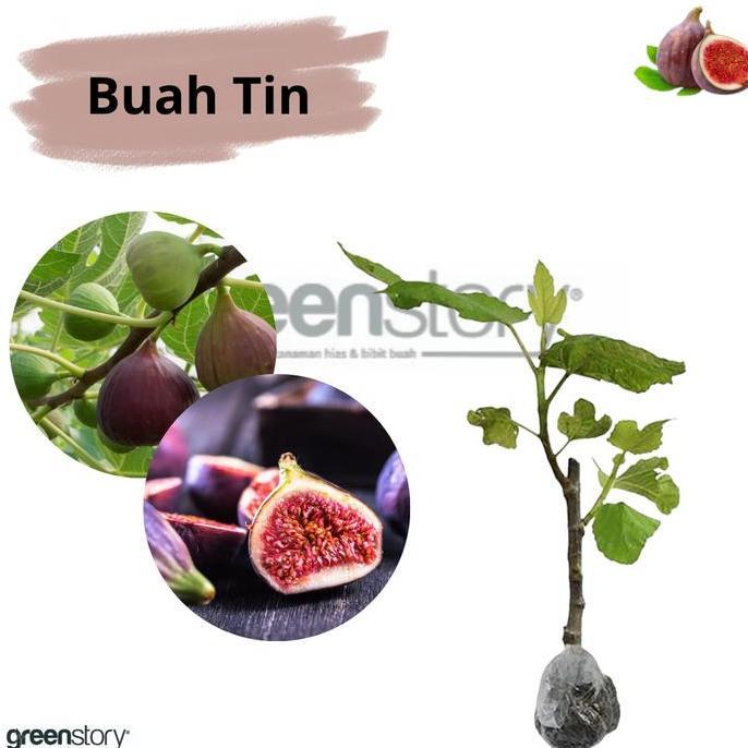Bibit Buah Tin Pohon Buah Tin cepat berbuah obral