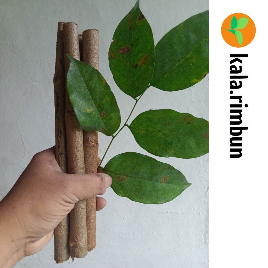 Tanaman Angsana / Sonokembang - Batang Stek Ukuran 30-50cm