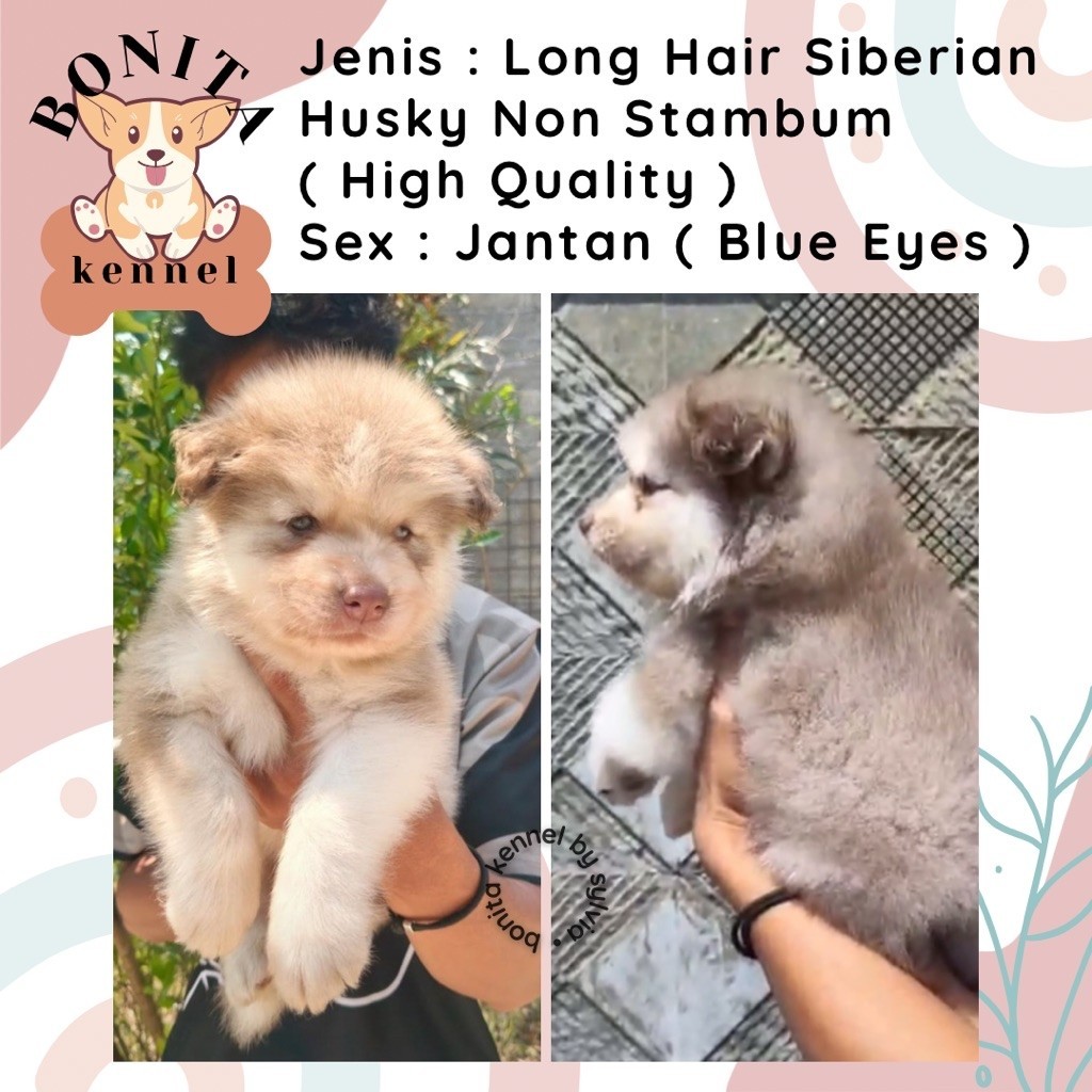 Long Hair Siberian Husky Non Stambum Anak Anjing Husky Jantan Betina Siberian Husky