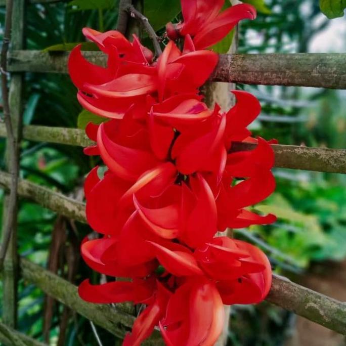 Garden- Flame Of Irian & Bibit Tnaman Flame Of Irian