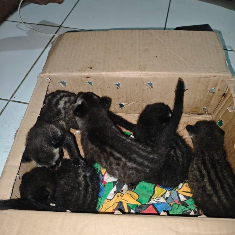 PELIHARAAN MUSANG PANDAN JINAK