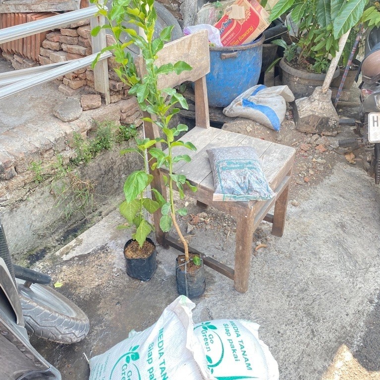 Bibit Daun Jeruk