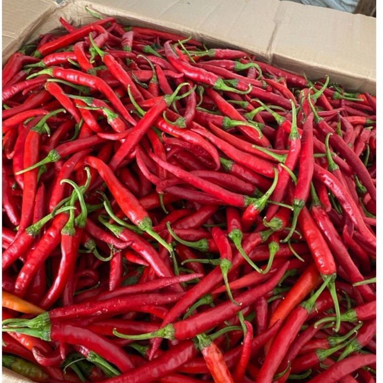 Cabe Merah Besar Jawa Segar Berkualitas Tinggi