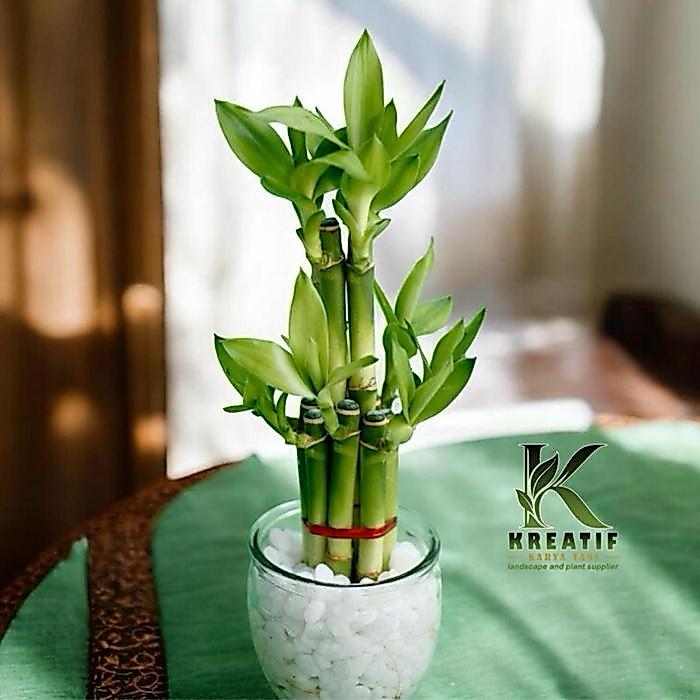 Bambu hoki lucky bamboo tanaman yang bisa hidup di air - Lucky bamboo bambu hoki