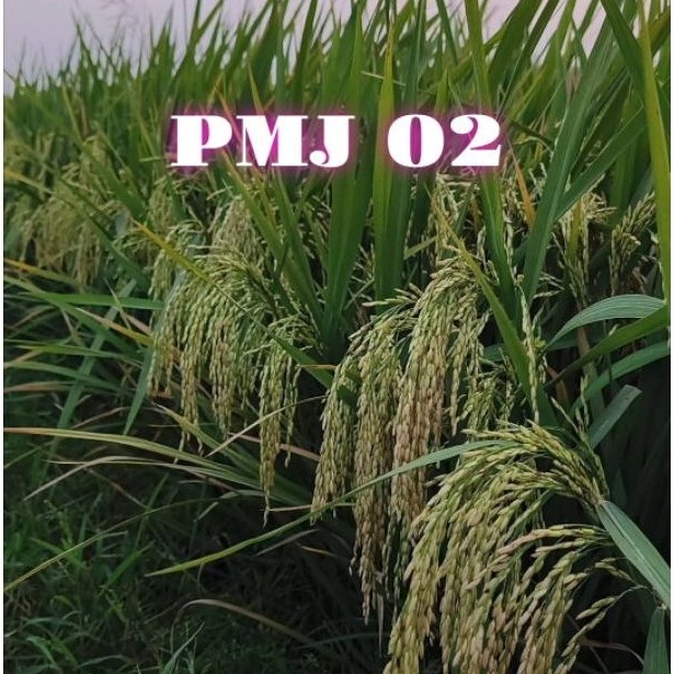 PADI UNGGUL PMJ 02 (5kg)
