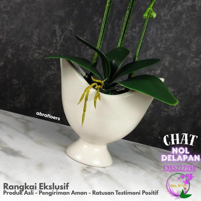Abra Flo'ers - Artificial Plant - Rangkaian Bunga Anggrek Latex Premium - Pot Keramik - 3 Tangkai - 