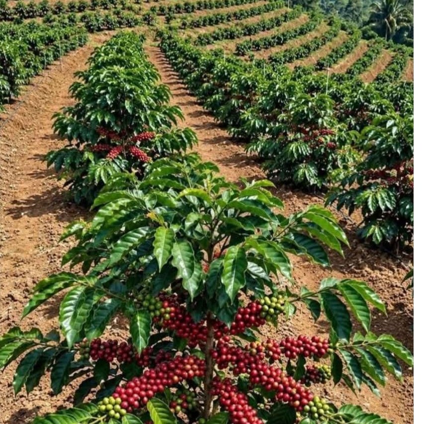 Biji bibit Kopi Arabika Sigararutang Asli Unggul 500 gram