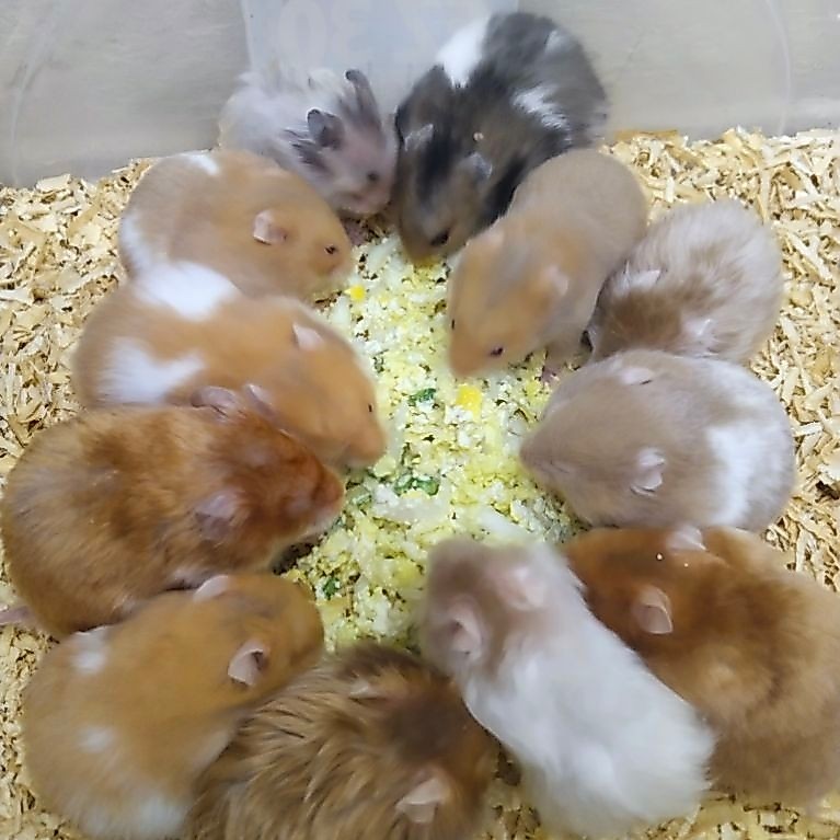 Hamster Syrian  sepasang ( random )