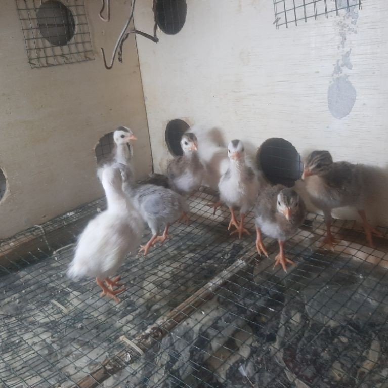 Ayam mutiara