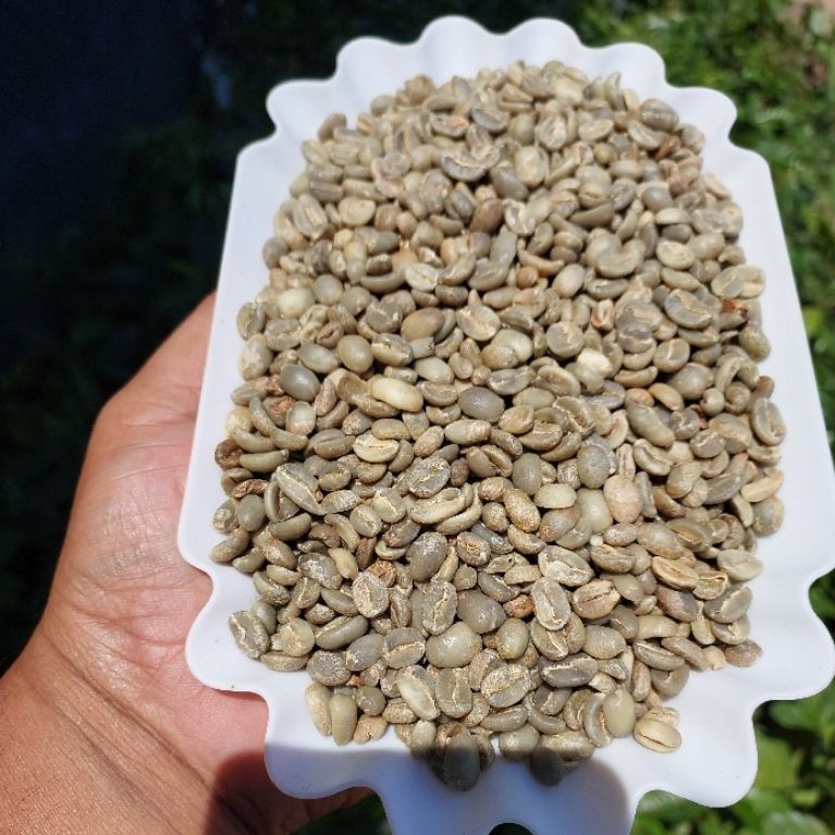 biji kopi mentah arabika fullwash sindoro temanggung