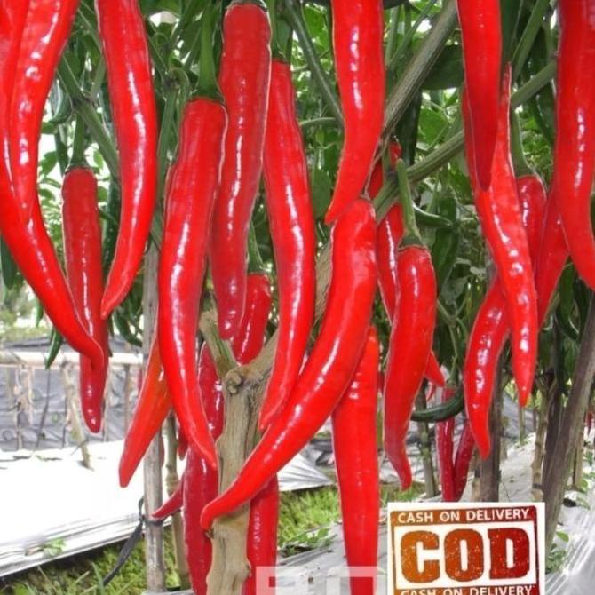&<&<&<&] CABE MERAH BESAR - 20Biji / Benih / bibit CABE MERAH BESAR / CABAI BESAR F1 -