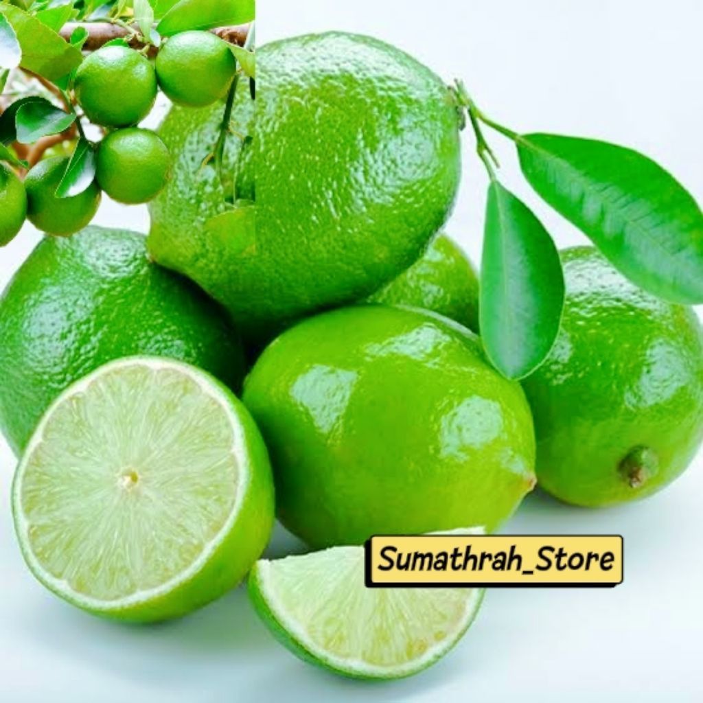 MURAH JERUK NIPIS MEDAN SEGAR 100% PETIK LANGSUNG DARI POHON