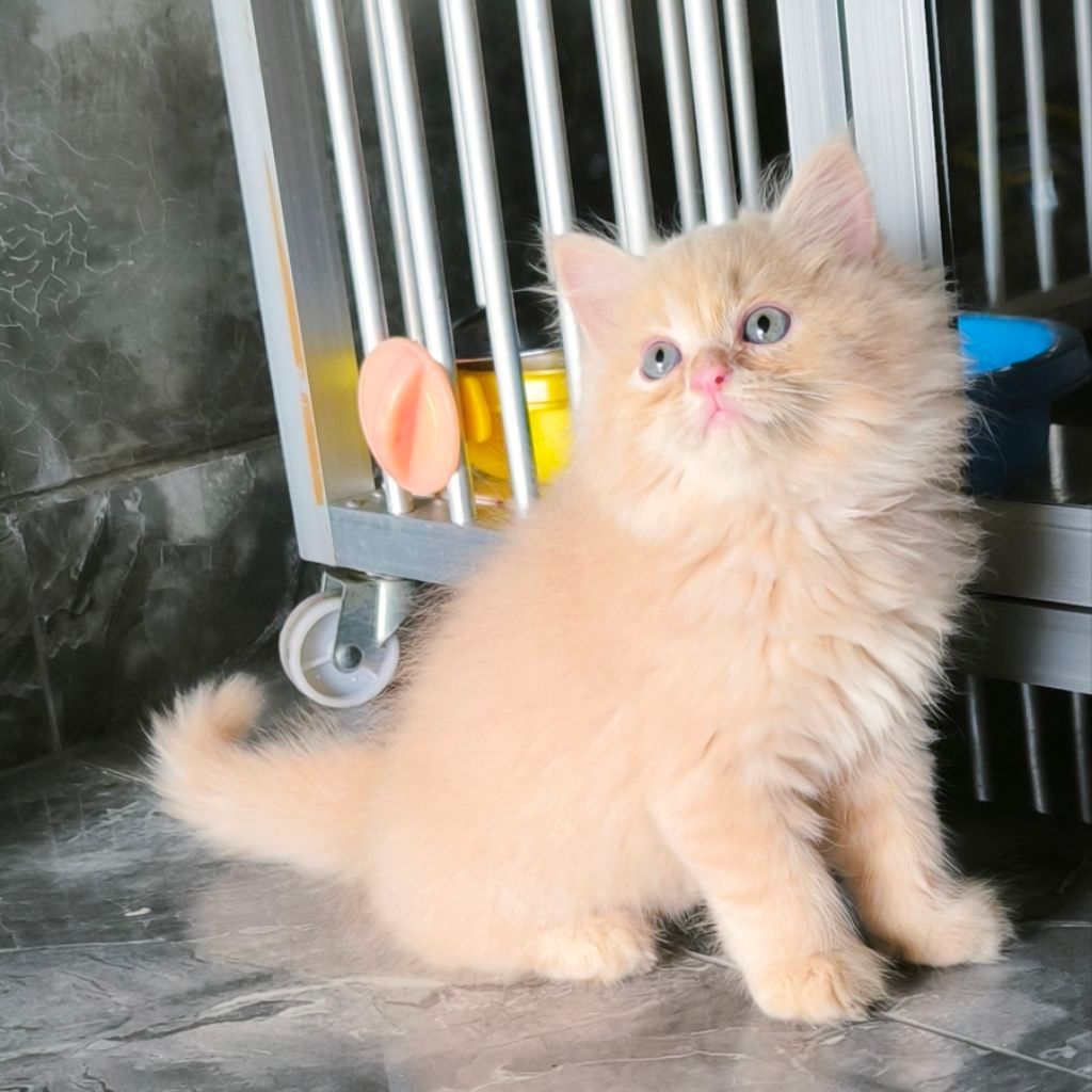 (BISA COD) Kucing  Persia Anggora Himalaya Ragdoll Kitten Anak Kucing Keci