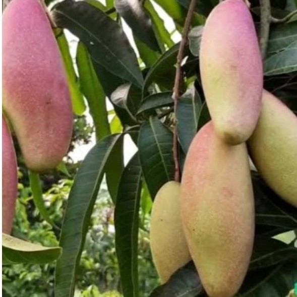 MANGGA RED IVORI TABULAMPOT MANGGA MERAH SUPER MANIS