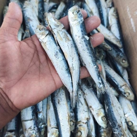 ikan asin rebus ikan asin lesi ikan asin dencis rebus asli lampung