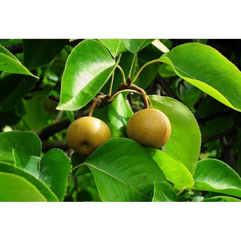 Bibit Pir Asia Hasil Cangkok Batang Besar Cepat Berbuah