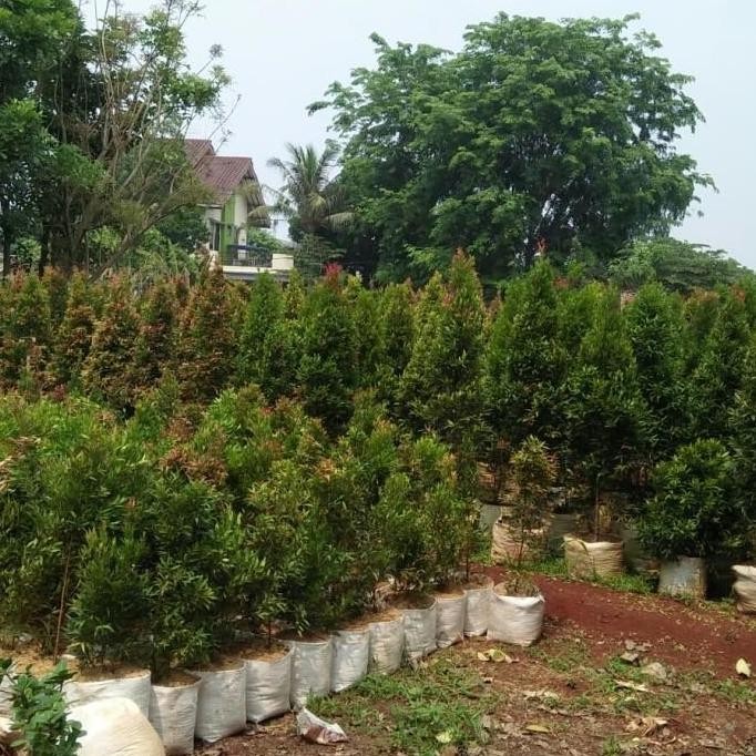 New Edition Pohon Pucuk Merah Tinggi 2Meter - Tanaman Hias Pucuk Merah