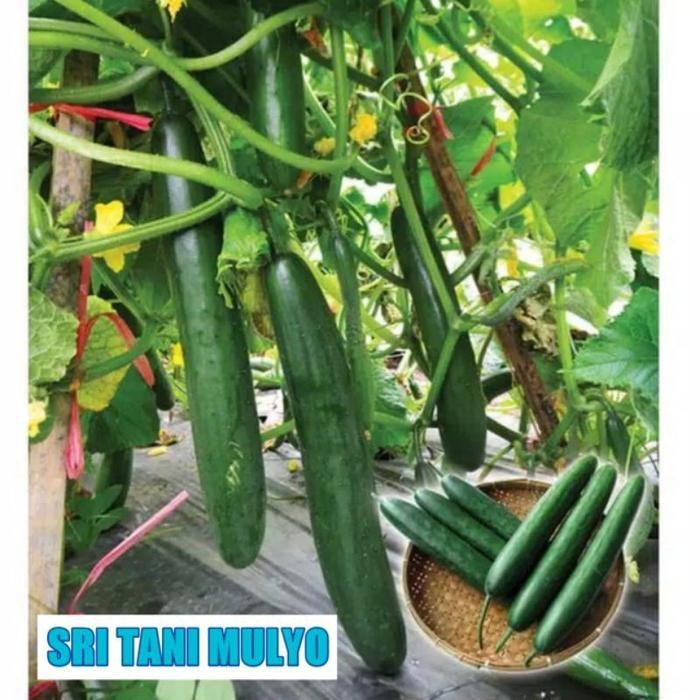 Cod - 10 Biji - Benih Timun Jepang Toska F1 - Kaya Gizi Cocok Untuk Diet