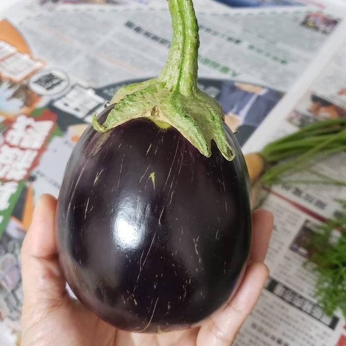 

Cod - 15 Biji - Terong Bulat Hitam Fullness Terong Jepang