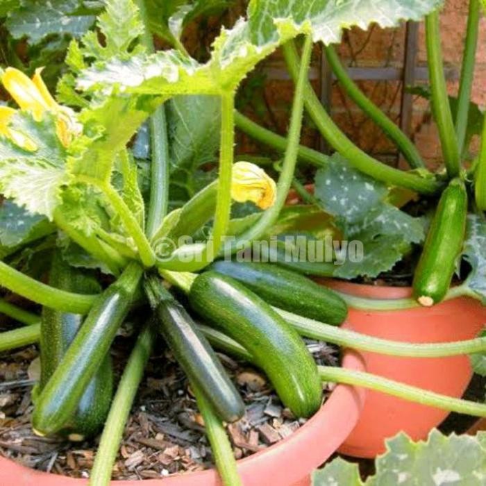 Cod - 2 Biji - Benih Zucchini Hijau Bibit Tanaman Zukini - Sukini Zukini Zucini Import - Bibit Sayur