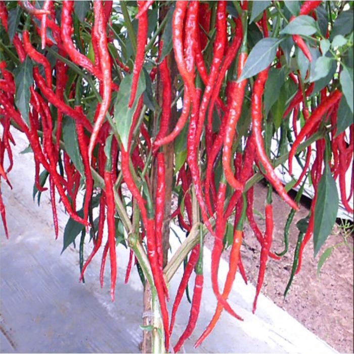 Cod - 15 Biji - Benih Cabai Keriting Kwalitas Premium - Jacko F1 - Tunas Agro - Bibit Sayuran Benih 