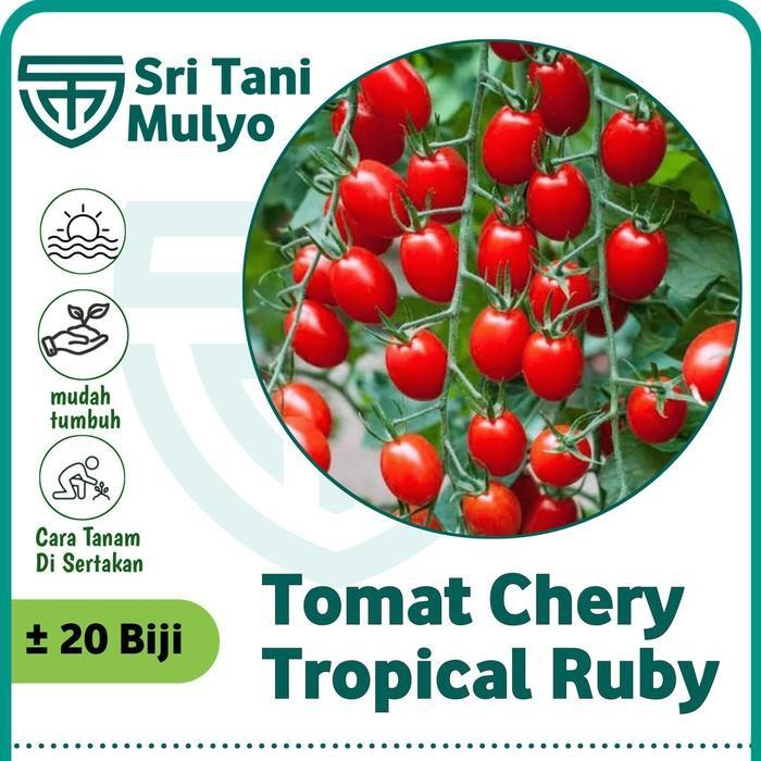 Cod - 20 Biji Benih Tomat Chery Merah Tropical Ruby - Bibit Tanaman Sayur Sayuran Tomat Cery Ceri Ch
