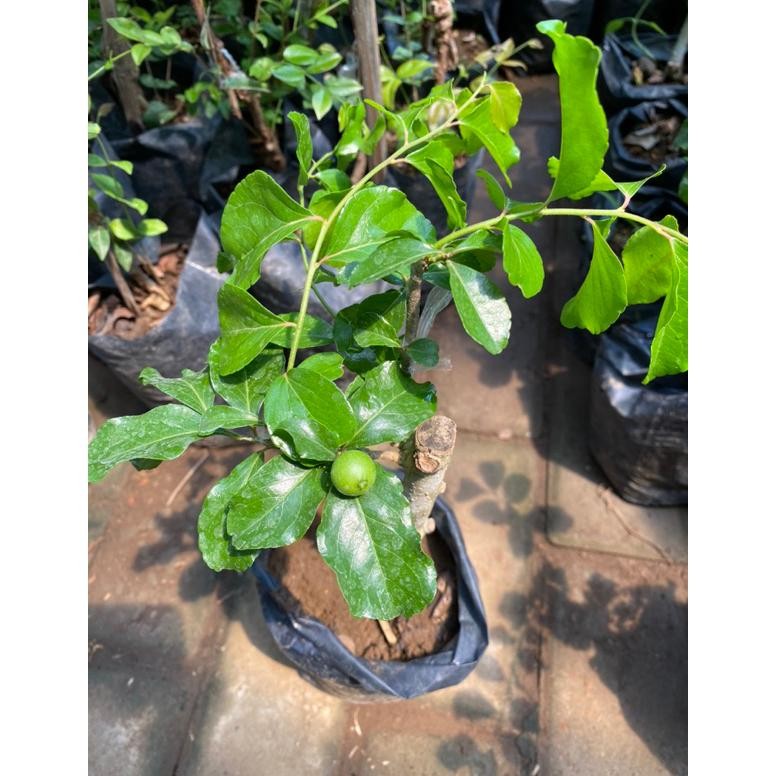 Bibit Ceriy Jepang Batang Besar Sudah Berbuah