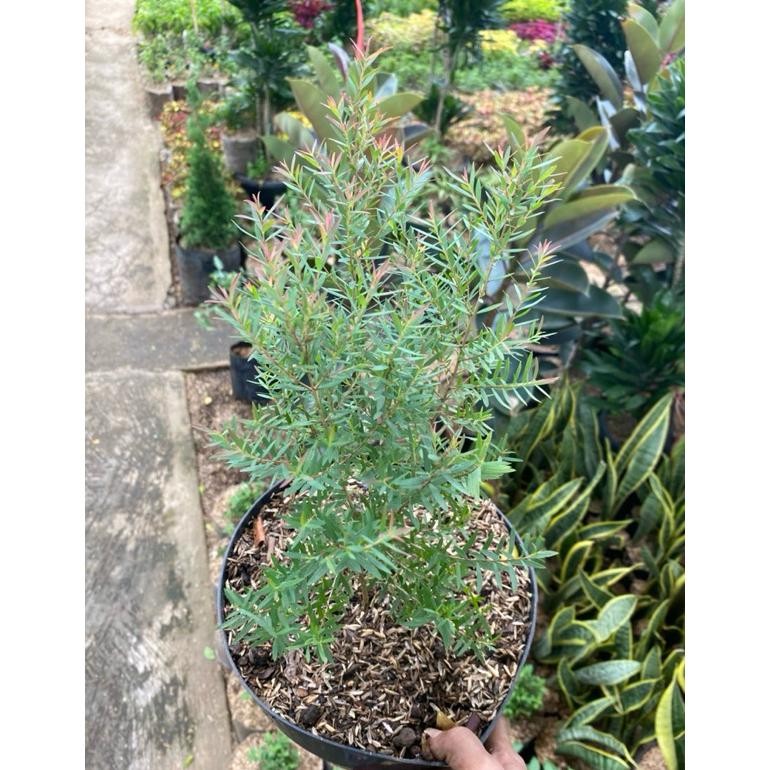 Tanaman Minyak Kayu Putih Asli Berdaun Wangi Tanaman Herbal Plus Pot