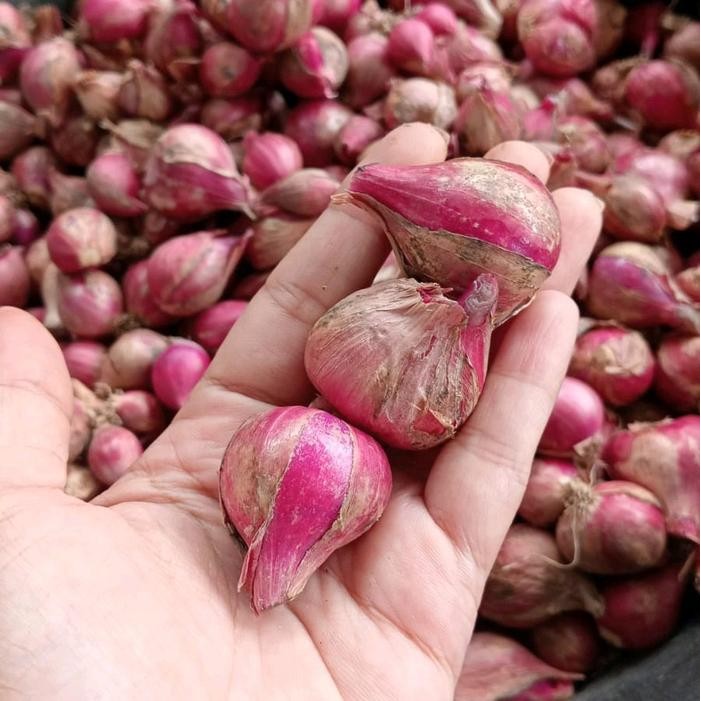 

LS 1KG BAWANG MERAH Asli probolinggo ukuran TANGGUNG campur