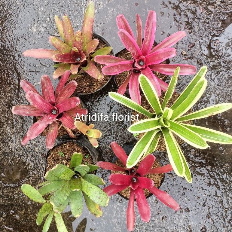 Bromelia Mini Fireball Merah Pink Hijau Garis Totol - Paket Tanaman Bromelia Mini