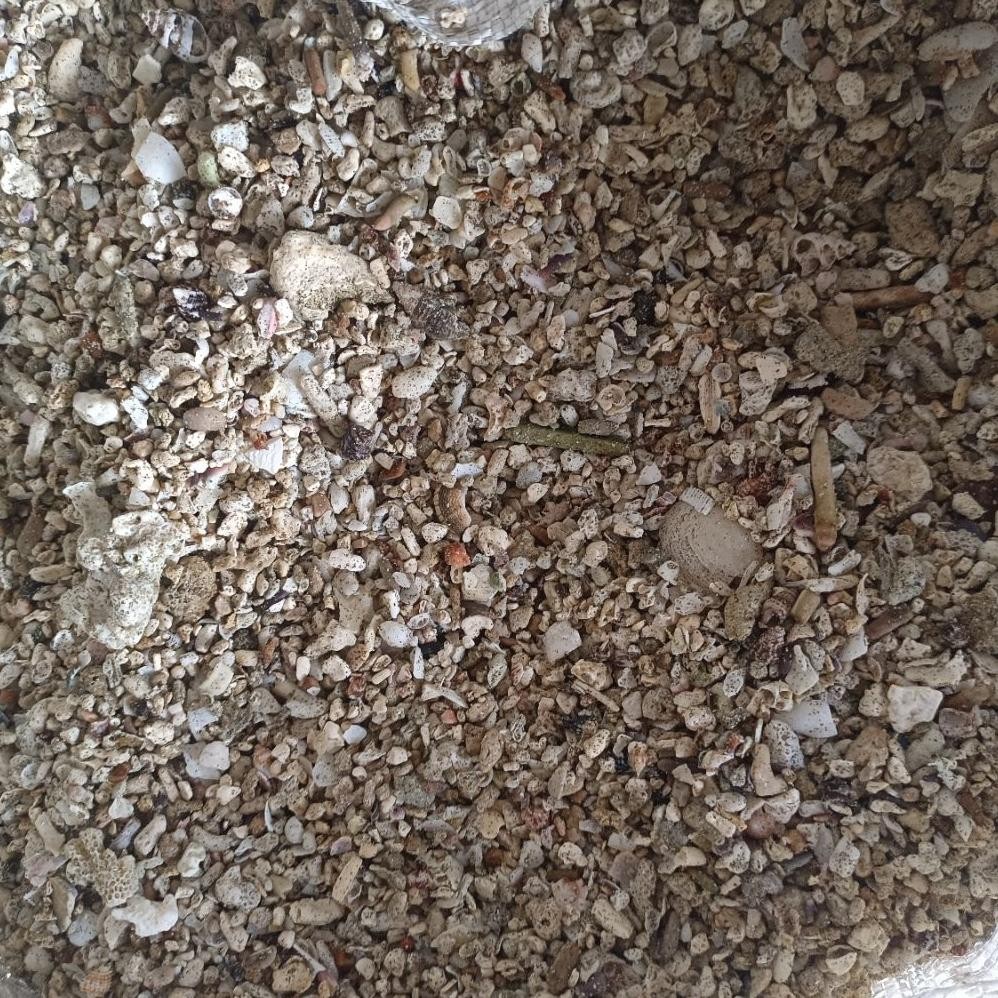 Pasir Kerang KARUNGAN 20kg Media Filter Air Hiasan Aquarium Pecahan Kerang Dekorasi Aquarium