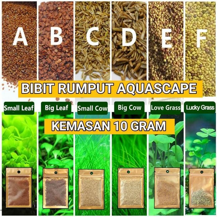 RAS Bibit Rumput Tanaman Aquascape Karpet Hias Carpet Seed Aquarium