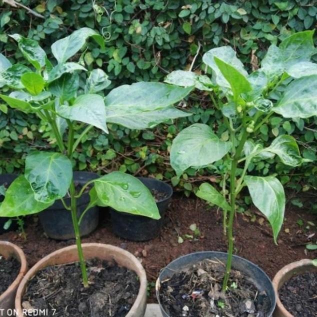 PREMIUM bibit tanaman cabai paprika/pohon buah cabai paprika /cabe aprika