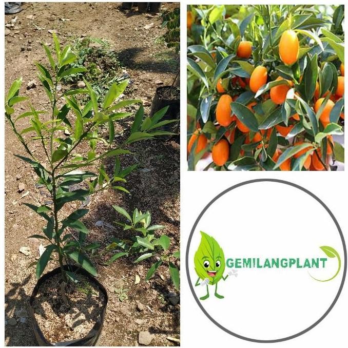 PREMIUM Bibit Pohon Jeruk Nagami - Tanaman Jeruk Nagami - Buah Jeruk Nagami