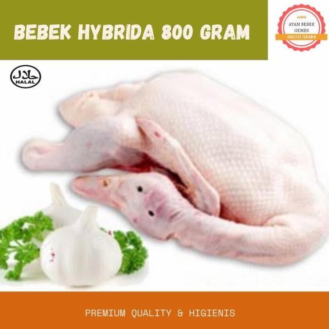 

Bebek Hibrida 800 gram