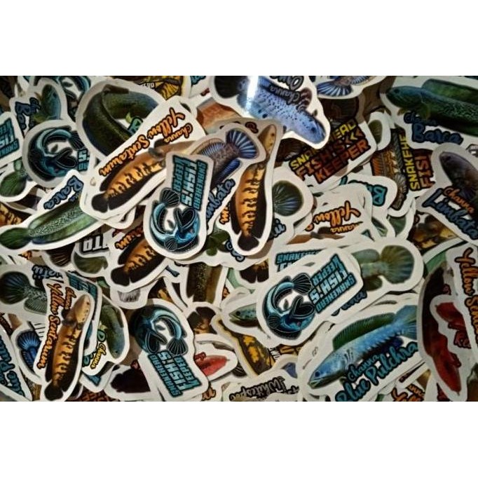 Sticker Stiker Aquarium Channa Snakehead (Terlengkap)