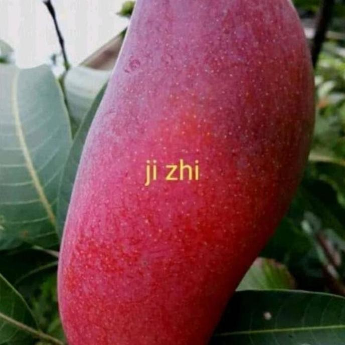 bibit mangga ji Zhi asli