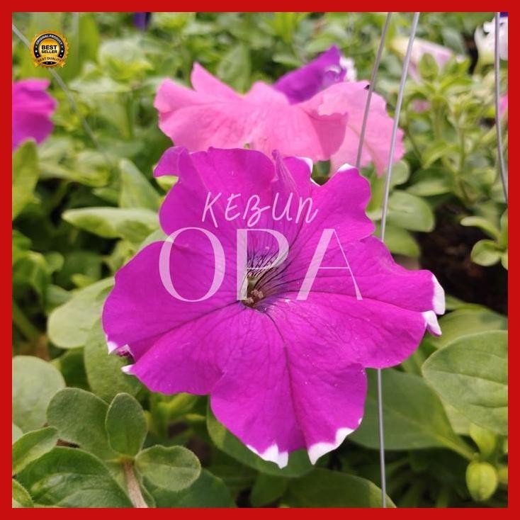 (Terbaru) Bibit Tanaman Hias Gantung Petunia Tanaman Gantung Bunga Petunia Bestseller