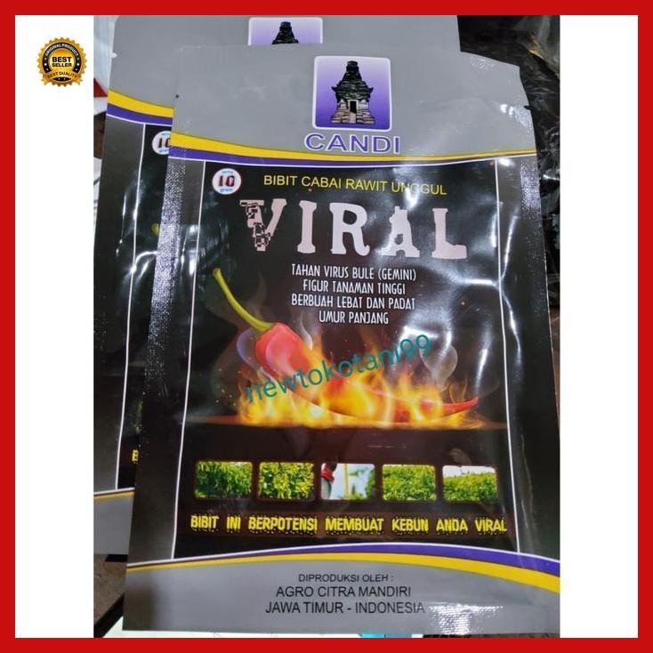 (Best Saller) Benih Cabe Rawit Viral 10 Gram Benih Cabai Rawit Unggul Cap Candi Cabai Rawit Pedas Be