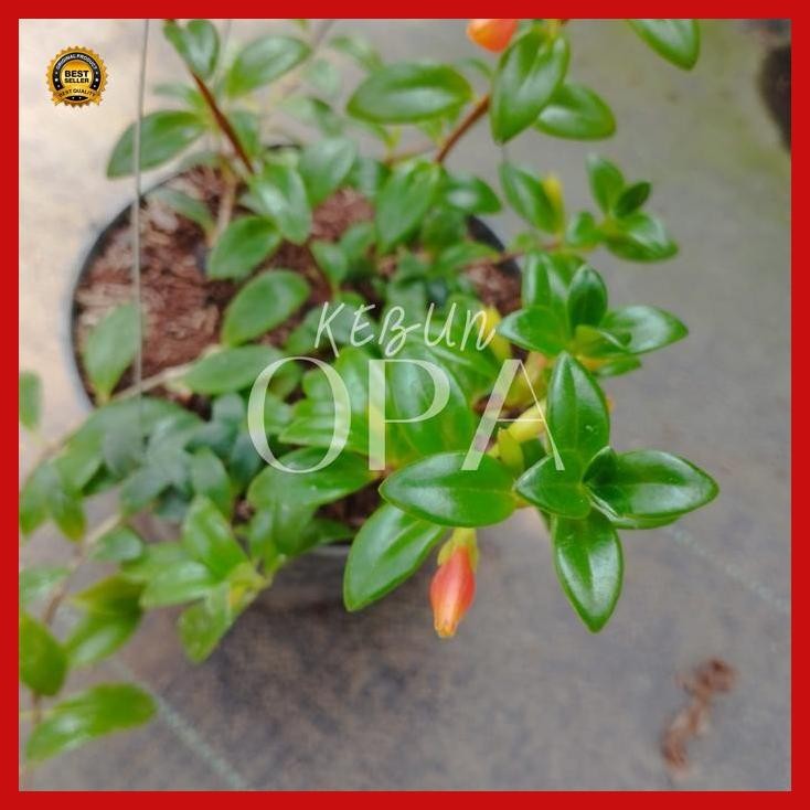 (Diskon) Tanaman Hias Gantung Lipstik Bunga Orange/Gantung Lipstik Koi Bestseller