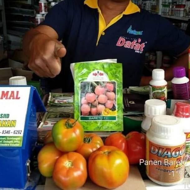 15 Biji - Benih tomat buah BARETO F1 - Tomat jumbo untuk ukuran tomat buah