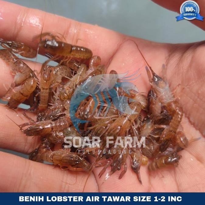 BENIH LOBSTER AIR TAWAR RED CLAW 1-2 INC