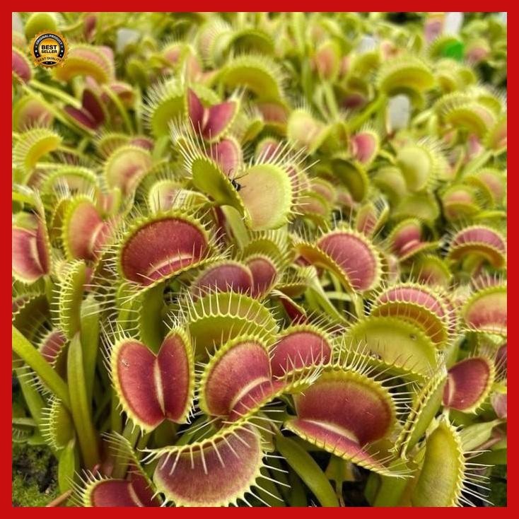 (Termurah) Biji Tanaman Venus Flytrap | Venus Flytrap Seeds Bestseller
