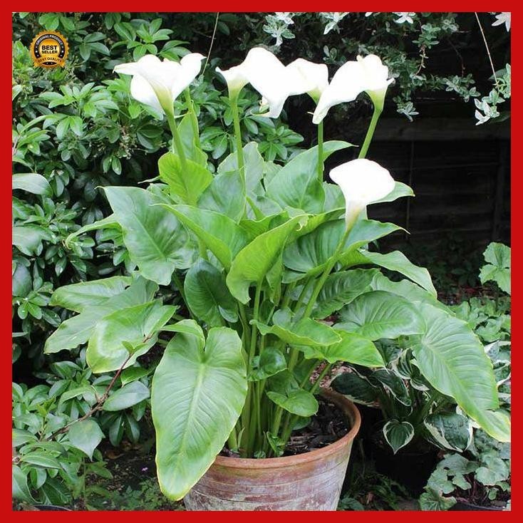 (Best Saller) Bibit Tanaman Hias Bunga Calla Lily Bestseller