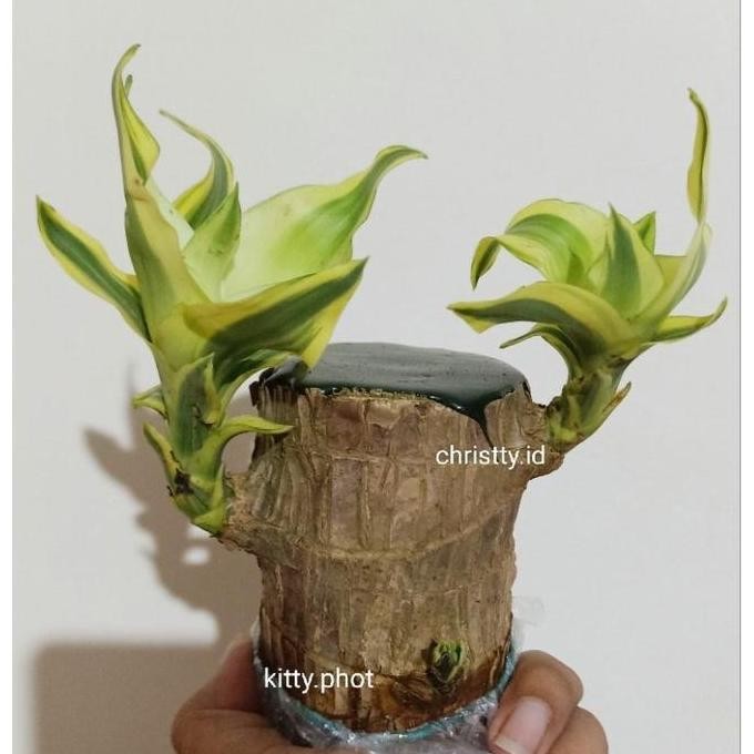 BAMBU / TANAMAN BAMBU BAMBU REJEKI - Tanaman Bambu Hias - BAMBU MURAH