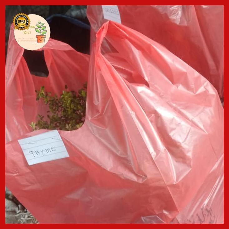 

(Terbaru) Tanaman Edible Parsley, Basil, Thyme, Oregano, Mint Real Pic Bestseller