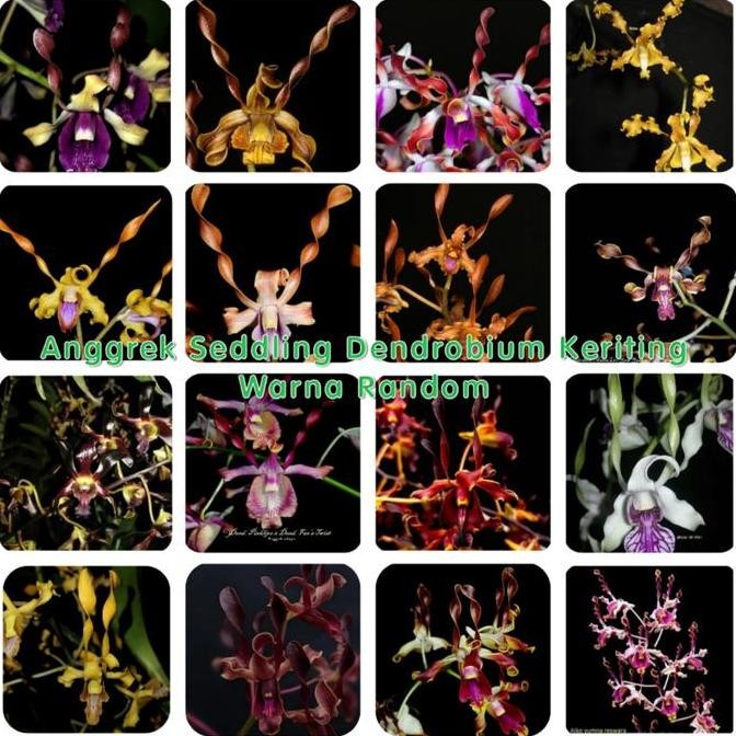 Seddling dendrobium keriting no id | Bibit anggrek dendrobium