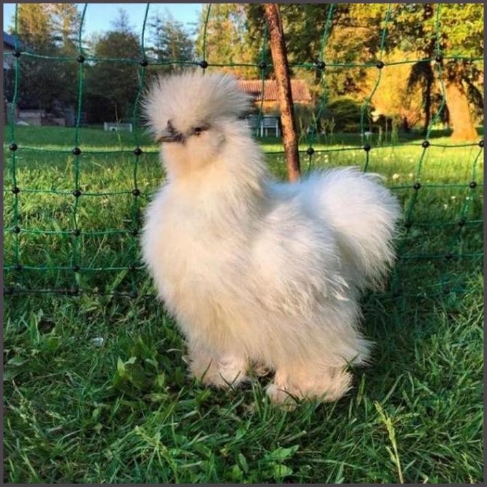 

FRESHH TELUR AYAM HIAS SILKY AYAM KAPAS UNTUK DI TETASKAN TERBARU